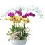 special-orchids-for-tet-015