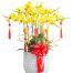 special-orchids-for-tet-016