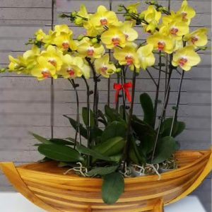 special-orchids-for-tet-02