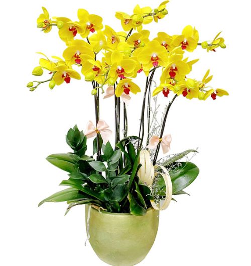 special orchids for tet 06