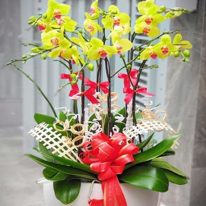 special-orchids-for-tet-06