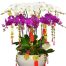 special orchids for tet 10