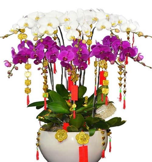 special orchids for tet 10