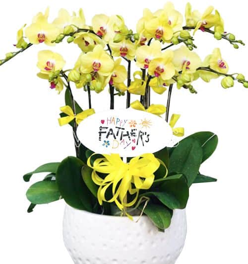 orchids-for-dad-001