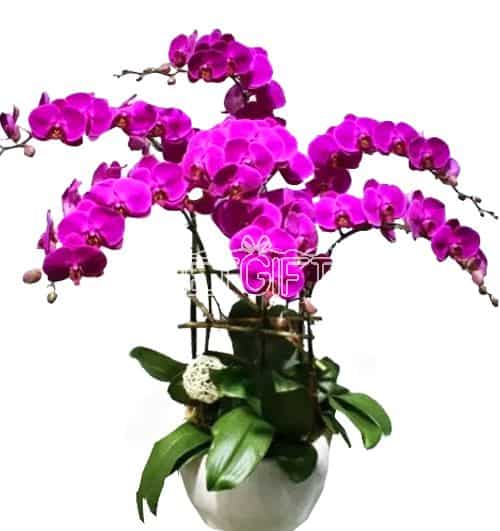 orchids-for-dad-006