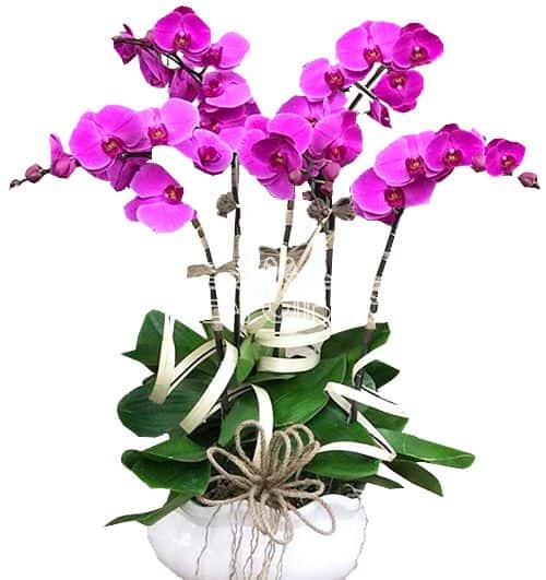 orchids-for-dad-007