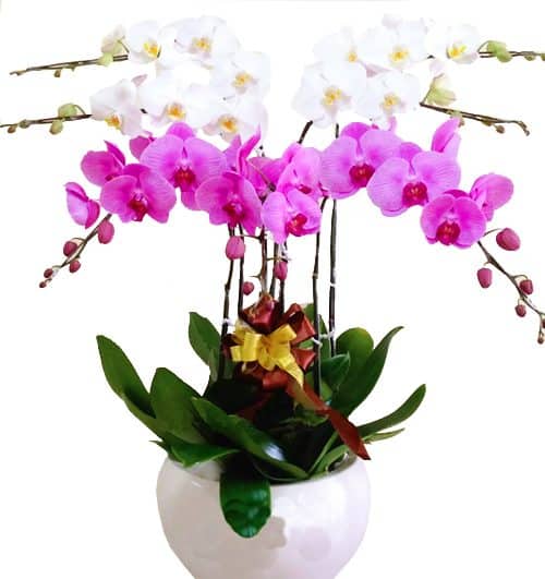 orchids-for-dad-008