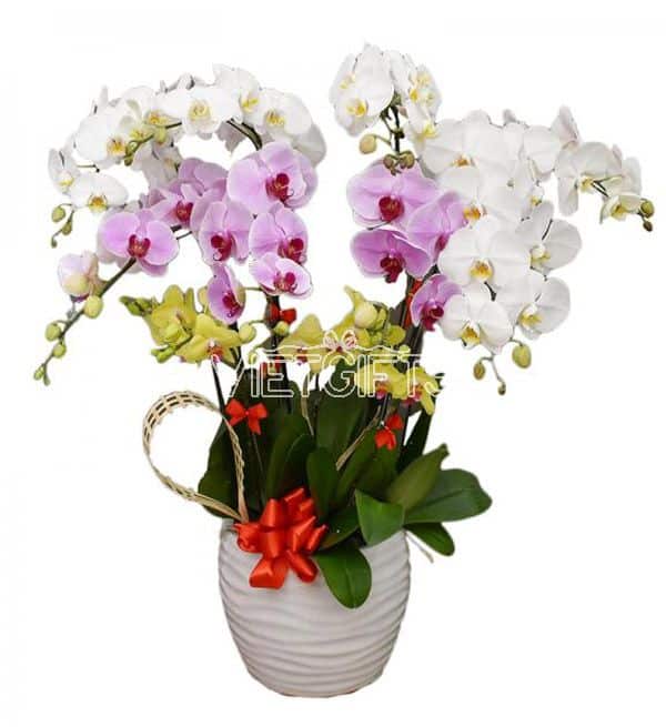 orchids-for-dad-05
