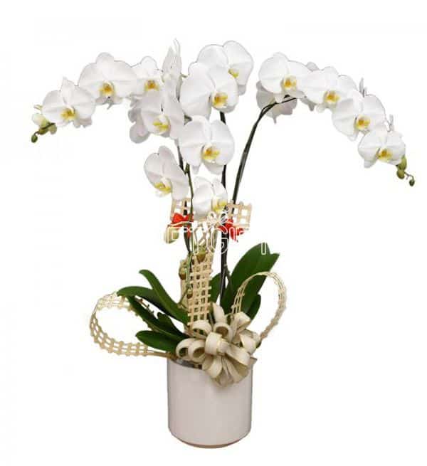orchids-for-dad-12