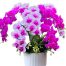 potted-orchids-artificial-flowers-09