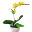 potted-yellow-orchid-001-branch-500x531