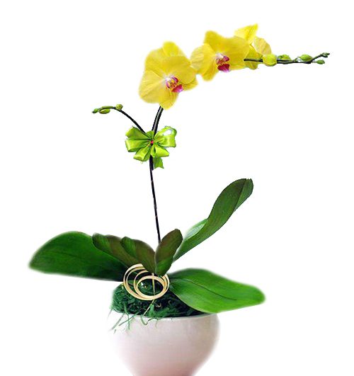 potted-yellow-orchid-001-branch-500x531