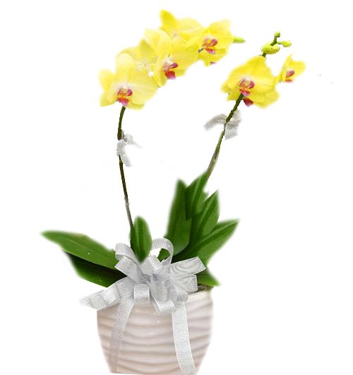 potted-yellow-orchid-002-branches-500x531