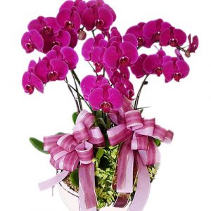 womens-day-orchids-potted-15