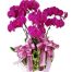 womens-day-orchids-potted-15-500x531