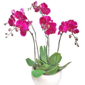 Women’s Day Orchids Potted 16, Women's Day Potted Orchids