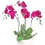 womens-day-orchids-potted-16-500x531