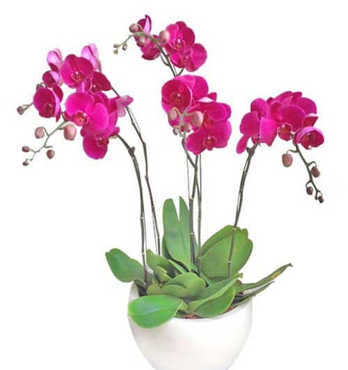 womens-day-orchids-potted-16-500x531