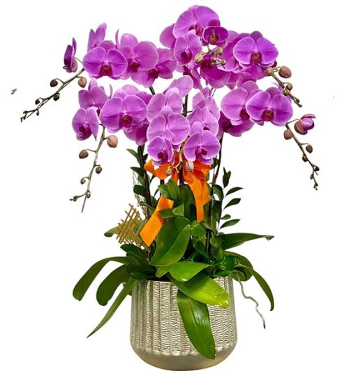 womens day potted orchids vietnam 17