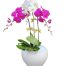 womens day potted orchids vietnam 19