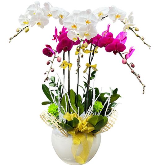 womens day potted orchids vietnam 20