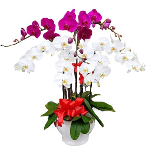Special-Potted-Orchids-08