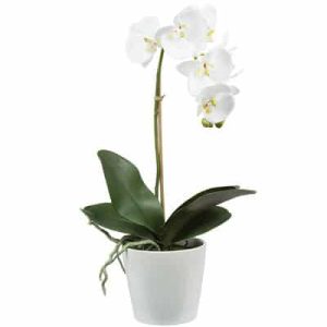 orchids-for-mom-001