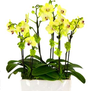 orchids-for-mom-007