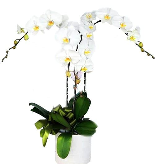potted orchid for mothers day 02