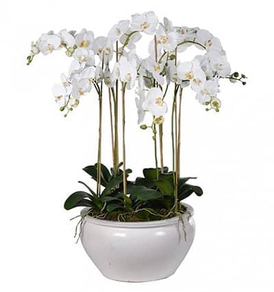 potted orchid for mothers day 03