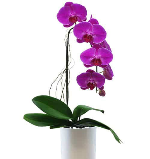 potted orchid for mothers day 04