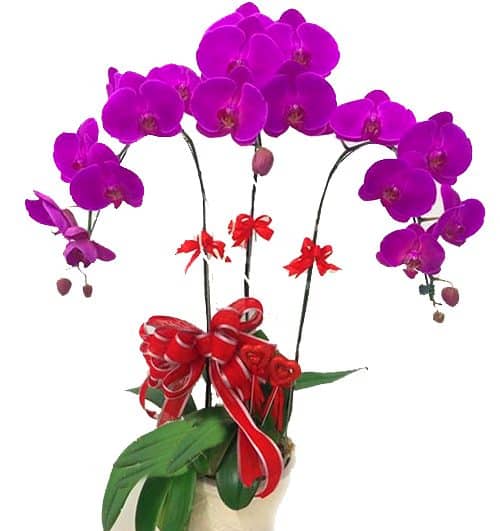 potted orchid for mothers day 05