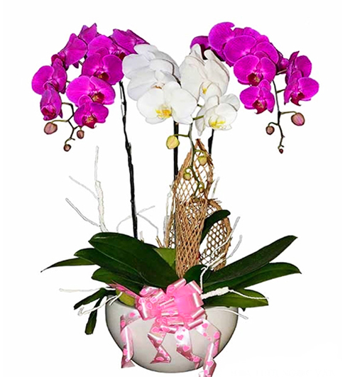 potted orchid for mothers day 07