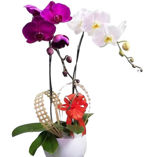 potted orchid for mothers day 08