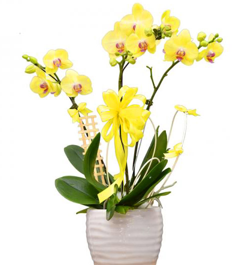 potted orchid for mother's day 10