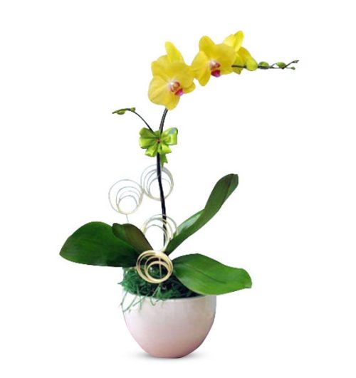 potted orchid for mothers day 11