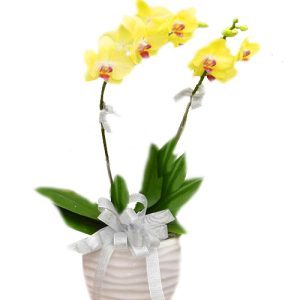 orchids-for-mom-12