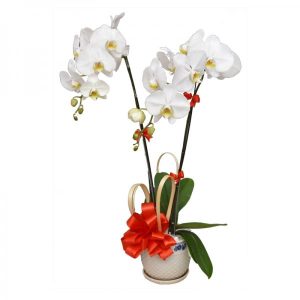 orchids-for-mom-14