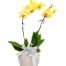 potted orchid for mothers day 12