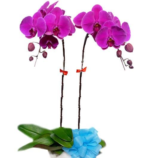 potted orchid for mothers day 13