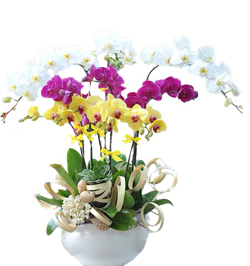 potted orchid for mothers day 16