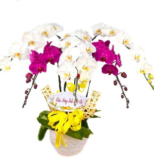 potted orchid for mothers day 19