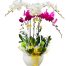 potted orchid for mothers day vietnam 19