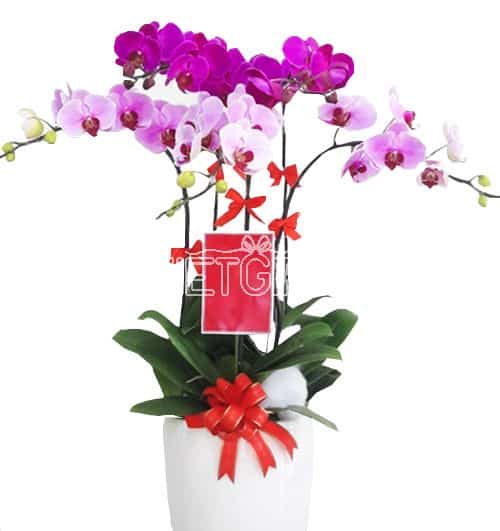 orchids-for-dad-13