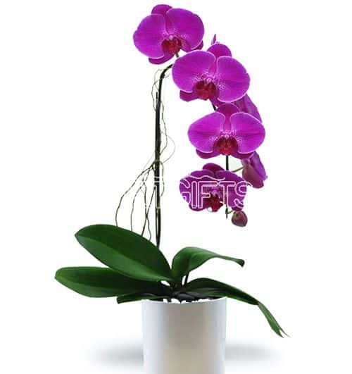orchids-for-dad-17