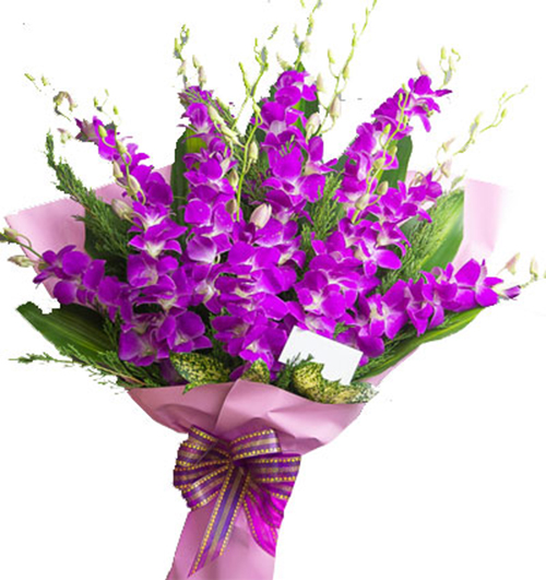 purple-orchid-01