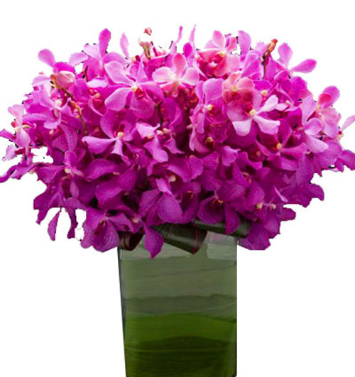 purple-orchid-07