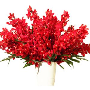 red-orchid-04