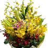Special Mixed Orchids