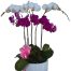 special-potted-orchids-09-500x531